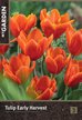 Луковицы Тюльпан гибрид кауфмана Эрли Харвест 3шт