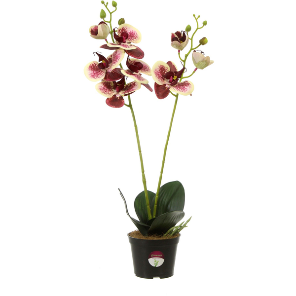 Орхидея Камира 50см