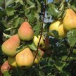 Саженец Груша Северянка краснощекая 1-летка ЗКС С3л
