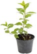 Гортензия метельчатая Limelight C2 h20-25см