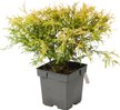 Кипарисовик горохоплодный Filifera Aurea C2 w25-35см