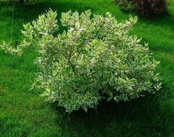 Дерен белый Siberian Pearls С2 h40см