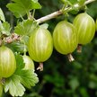 Саженец Крыжовник Малахит С2