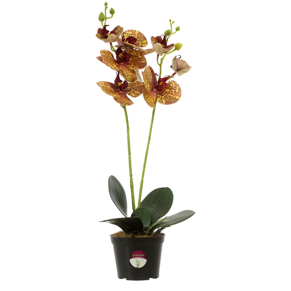 Орхидея Камира 50см