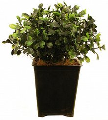 Растение искусственное в горшке Самшит 15см