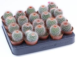 Маммилярия Спиноссима d5,5 h10