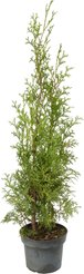 Туя западная Columna С2 h70-90см