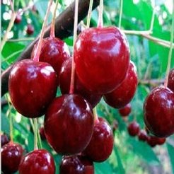 Саженец Вишня Десертная Морозовой С7,5 Н100-140