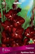 Луковица Гладиолус крупноцветковый Арабиан Найт 10шт
