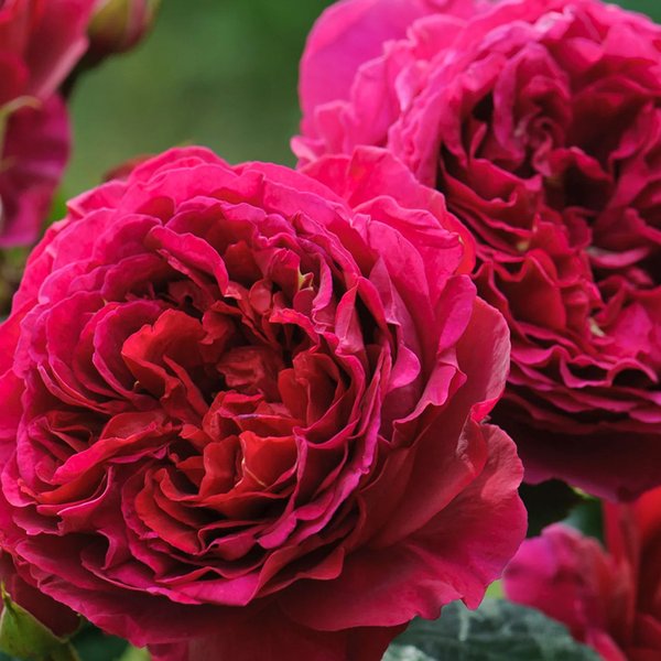 Роза шраб Английская Дарси (в тубе)