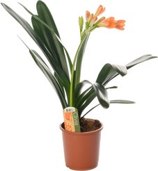 Кливия Миниата d13 h55