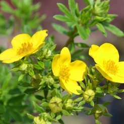 Лапчатка кустарниковая Goldfinger С2 h20-40см