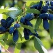 Саженец Жимолость плодовая Павловская ком 3л