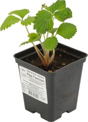 Земляника садовая Ред Гонтлет (Р9) 1 шт