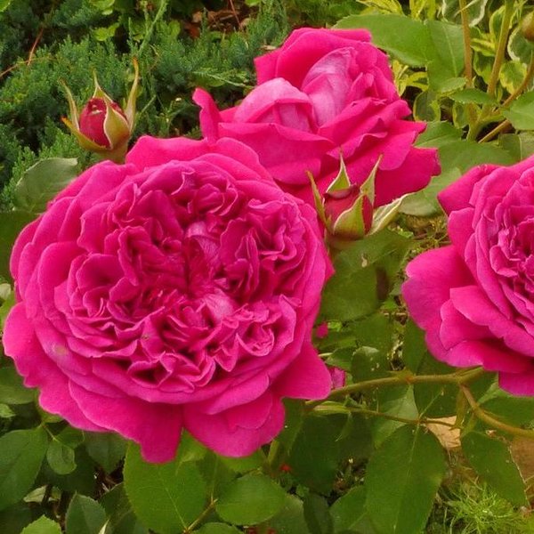 Роза парковая Роз де Решт (в тубе)