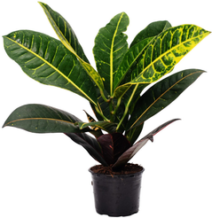 Кодиеум Микс D10 H30