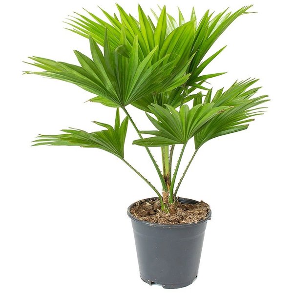Растение Ливинстона Ротундифолия d24 h100
