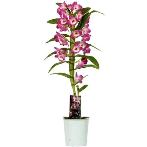 Орхидея Дендробиум Нобиле Акатзуки 1 ст D13 микс цветов