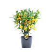 Цитрус Microcarpa d14 h35