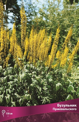 Корневище Бузульник Пржевальского 1шт