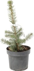 Ель голубая Glauca Majestic C2 h20-30см