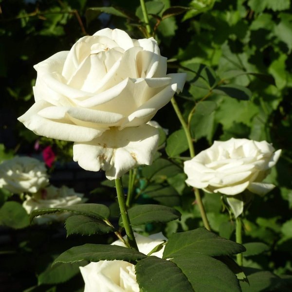 Роза чайно-гибридная Паскали С4