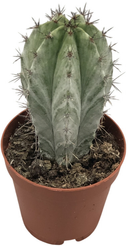 Полаския Чичипе d5