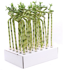 Бамбук лаки спираль d5