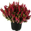 Вереск обыкновенный Beauty Ladies ред d9 h20