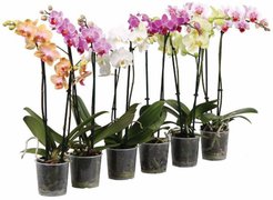 Орхидея Фаленопсис 2ветки d12