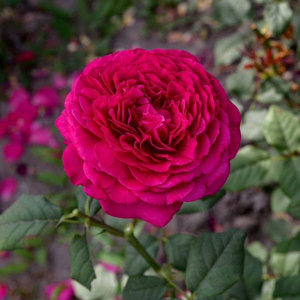 Роза чайно-гибридная Иоганн Вольфганг фон Гете (в тубе)
