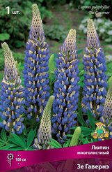 Корневище Люпин многолистный Зе Гавернэ 1шт