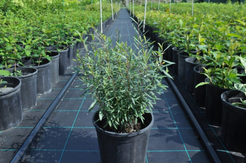 Ива красная Нана С5 60-80