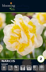 Луковица Нарцисс махровый Леннарт 2шт