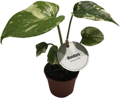 Монстера вариегатная Тайское Созвездие d7