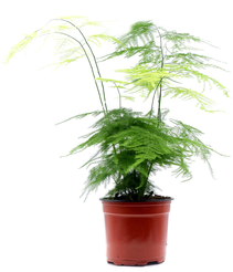 Аспарагус d12