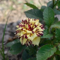 Роза Абракадабра флорибунда (в тубе)