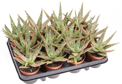 Алоэ Витро d8,5 h12