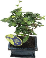 Бонсай Кармона d12