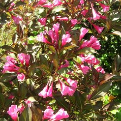 Вейгела цветущая Nana Purpurea С2 h30см