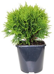 Туя западная Danica C2 h20-25см