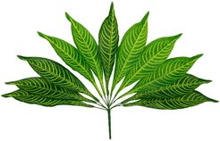 Ветка искусственная Калатея 48см