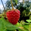 Саженец Малина ремонтантная Бабье лето-2 ЗКС
