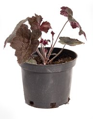 Гейхера мелкоцветковая Palace Purple С2