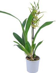Орхидея Брассия 1РР D12 H45