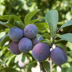 Саженец Слива Евразия (2-летняя) ЗКС