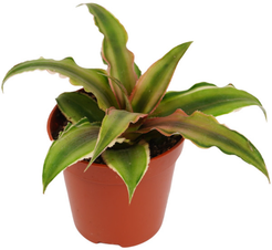 Криптантус Пинк Старлайт d5