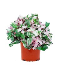 Традесканция d12 микс