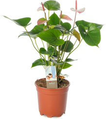 Антуриум андрианум Микс d17 h55