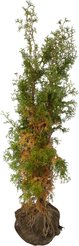 Туя западная Columna h140-160см (сетка с комом)
